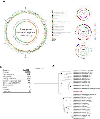 Prevention and alleviation of allergic rhinitis by oral administration of Lacticaseibacillus paracasei GOLDGUT-Lpc969